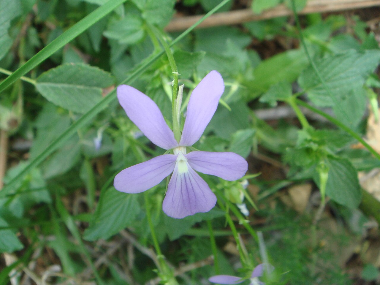 Violas (Viola cornuta)