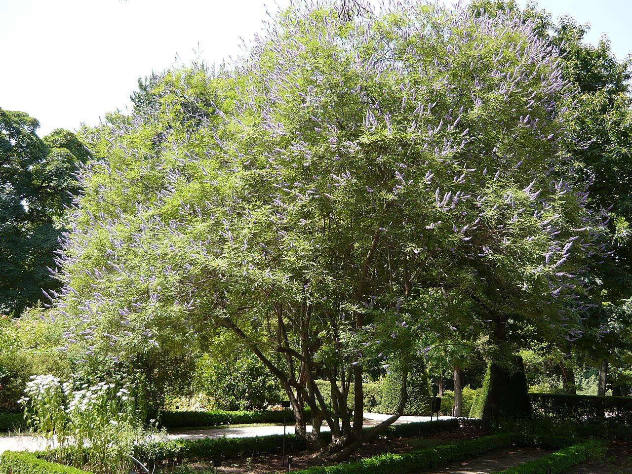 Vitex (Texas Lilac) (Vitex agnus-castus)