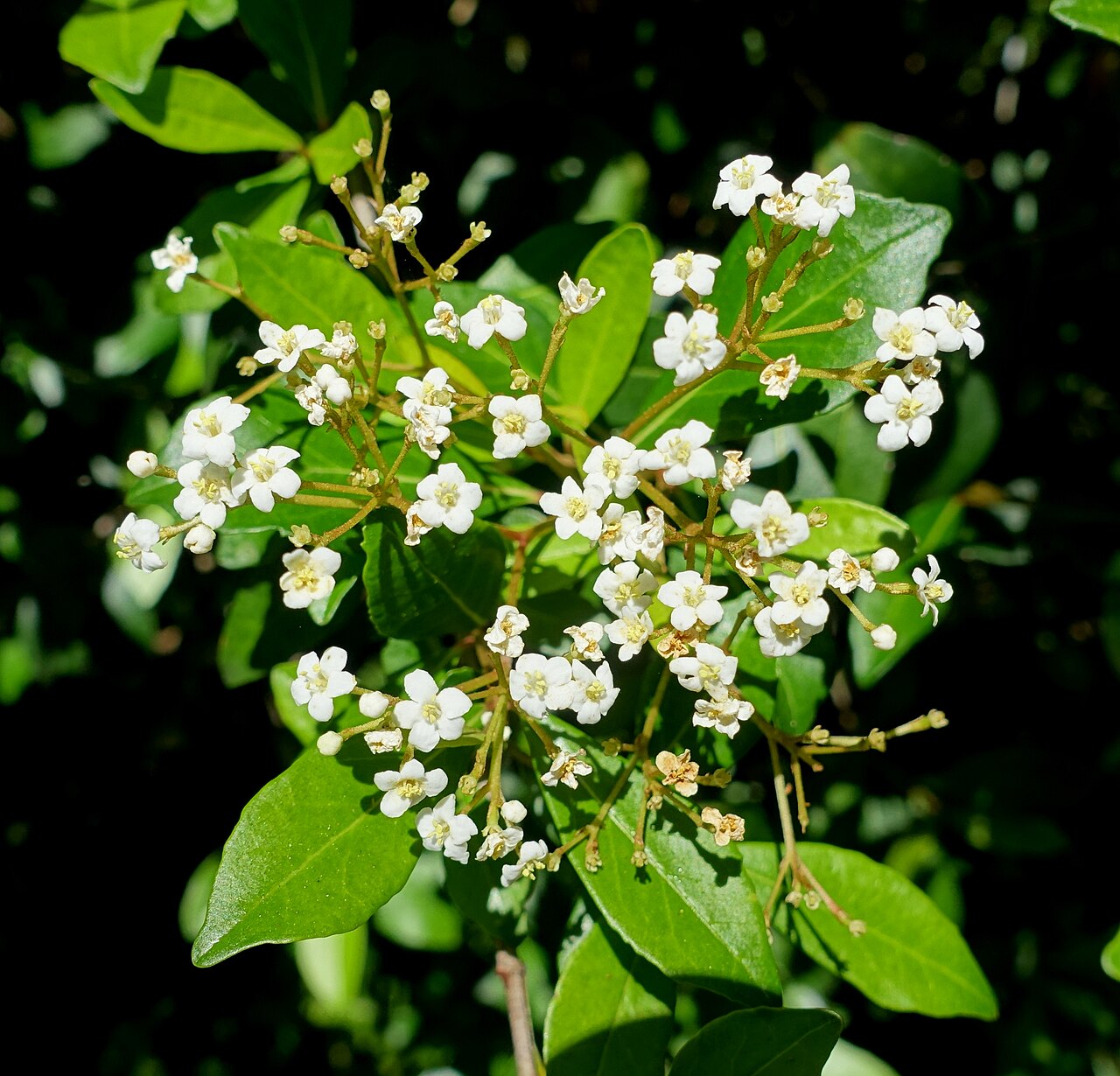 Walter's Viburnum (Viburnum obovatum)