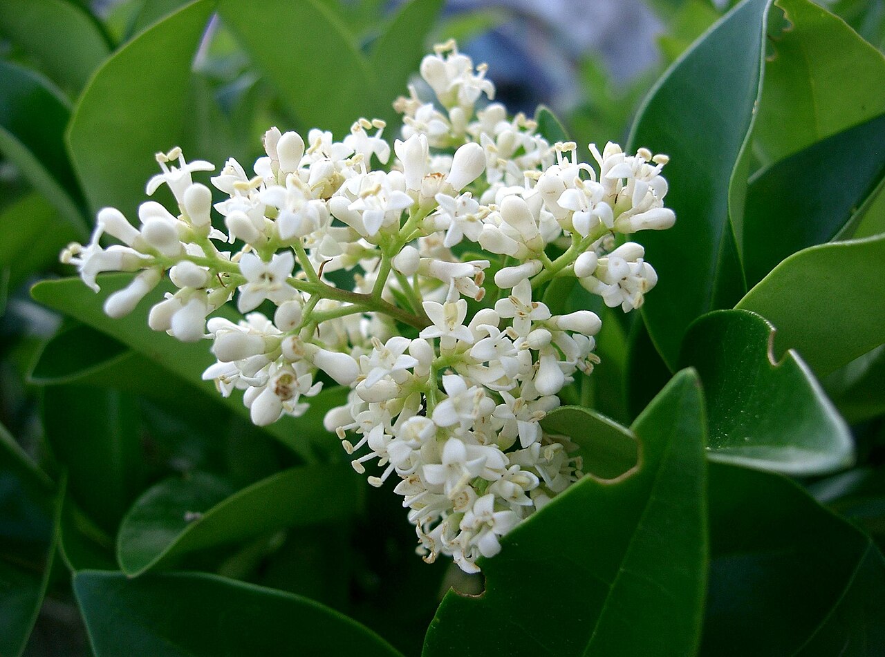 Waxleaf Ligustrum (Ligustrum japonicum 'Texanum')