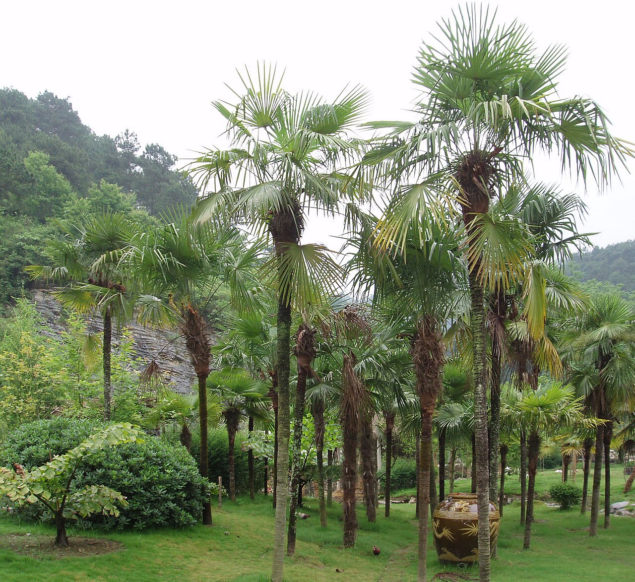 Windmill Palm (Trachycarpus fortunei)