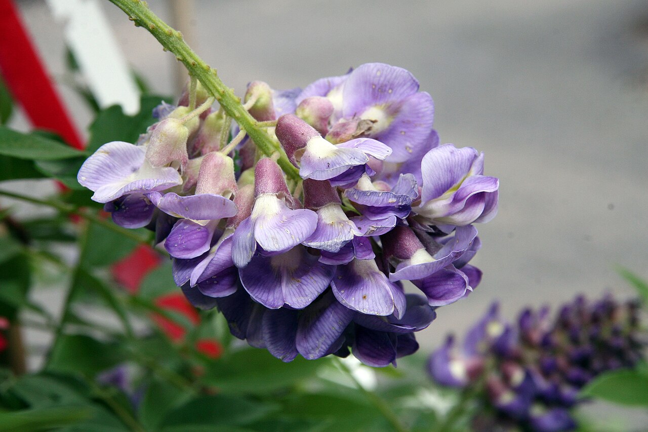Wisteria (Wisteria frutescens 'Amethyst Falls')