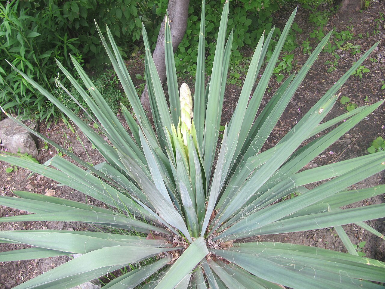 Yucca (Yucca filamentosa / Y. recurvifolia)