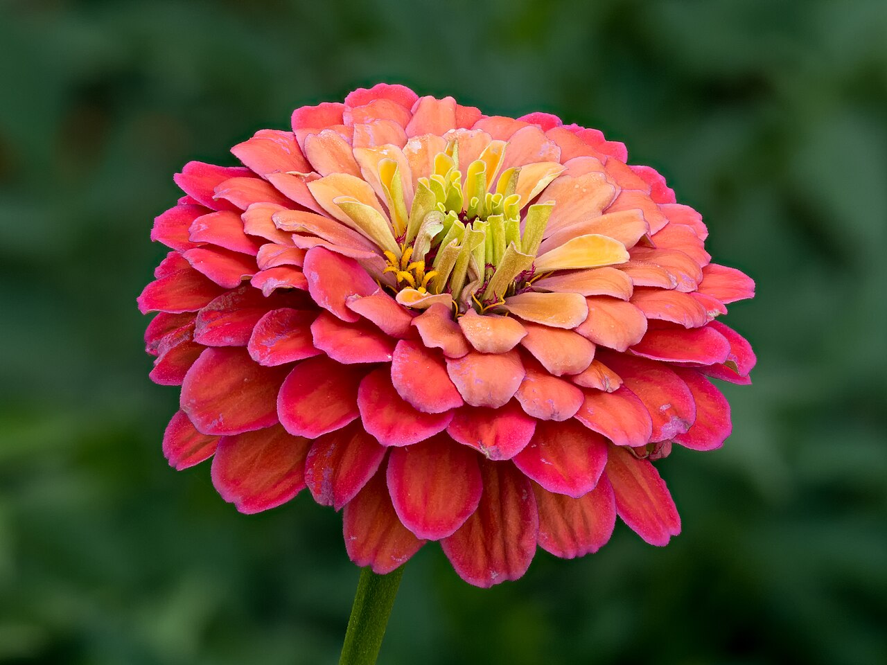 Zinnias (Zinnia elegans & 'Profusion')